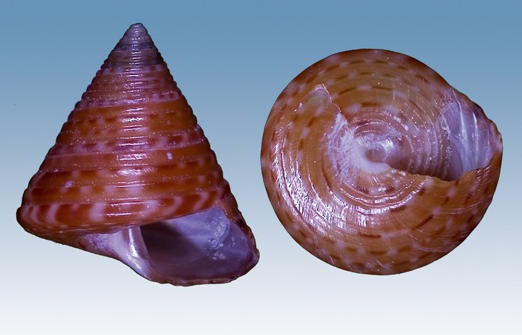 Calliostomatidae vari